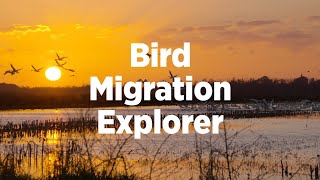 Bird Migration Explorer: Explained