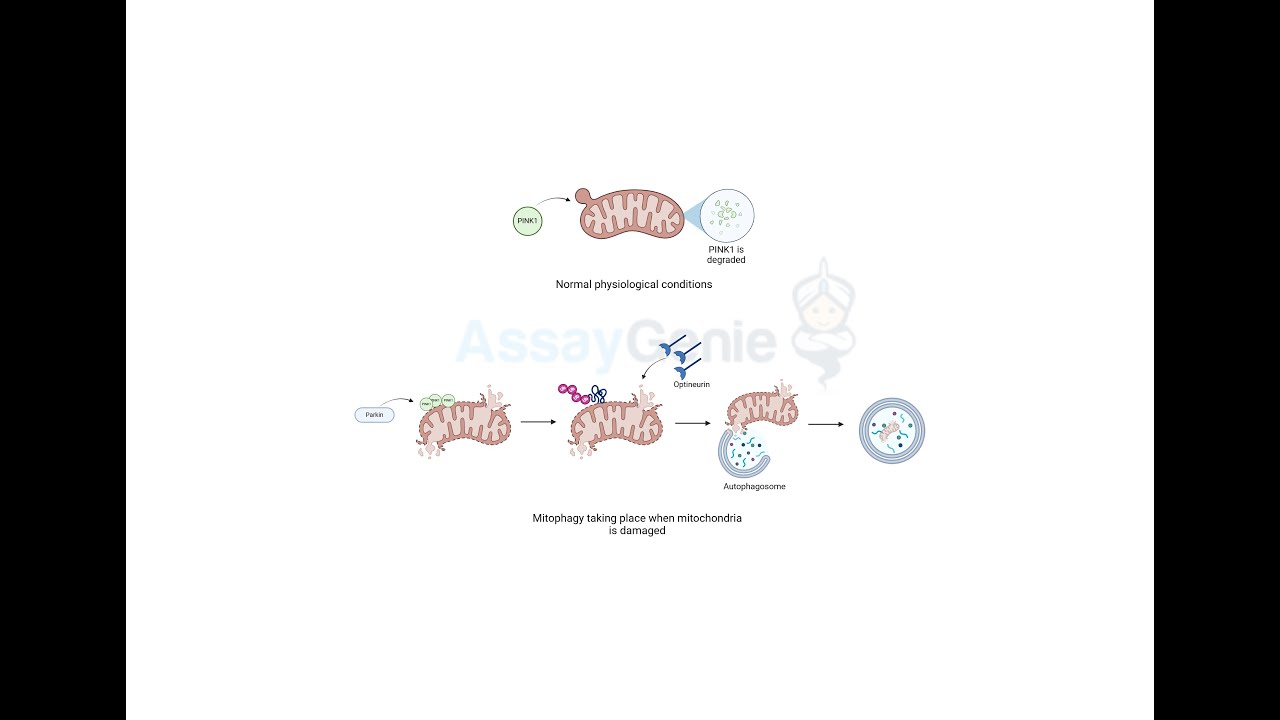 Mitophagy Cellular Process, Health, and Disease