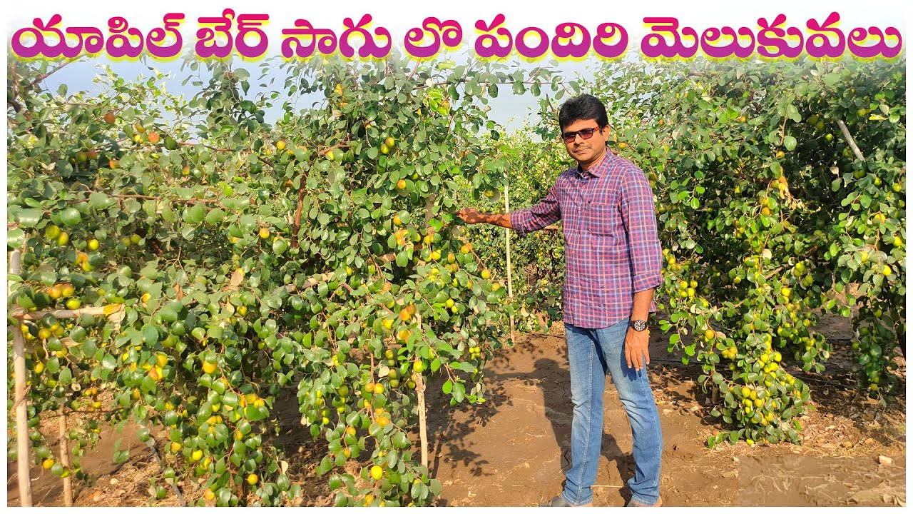 యాపిల్ బేర్ తోటలో పందిరి విధానం Canopy Approach in the Apple Ber