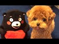 TikTokでバズった激かわティーカッププードル #shorts #dog #poodle #vlog #pet #toypoodle #トイプードル #ティーカッププードル #犬