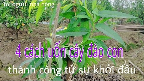 Cây đào cắt cành trừ gốc nư thế nào năm 2024