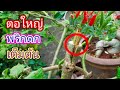 พริกเสียบยอด ตอใหญ่ ติดผลเร็ว ติดผลดก นานหลายปี