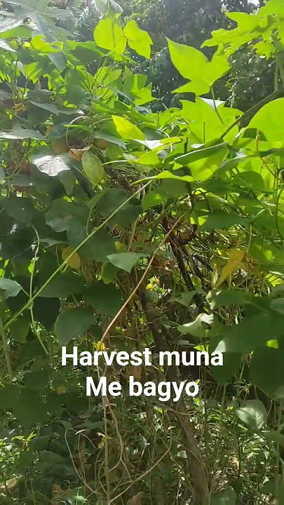 vegetables garden #harvest #satisfying #relaxing