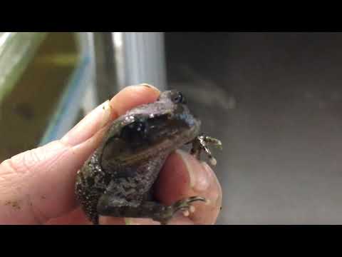 Лептобрахиум — маленький принц.