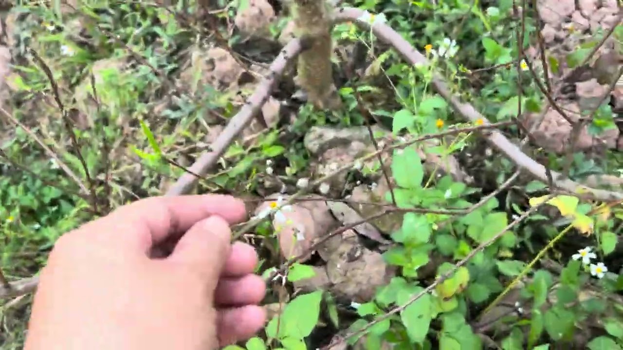 12/12 (30/01) - Thời tiết sắp lập xuân, nóng ẩm hoa đào dễ nở, cần chú ý quan sát