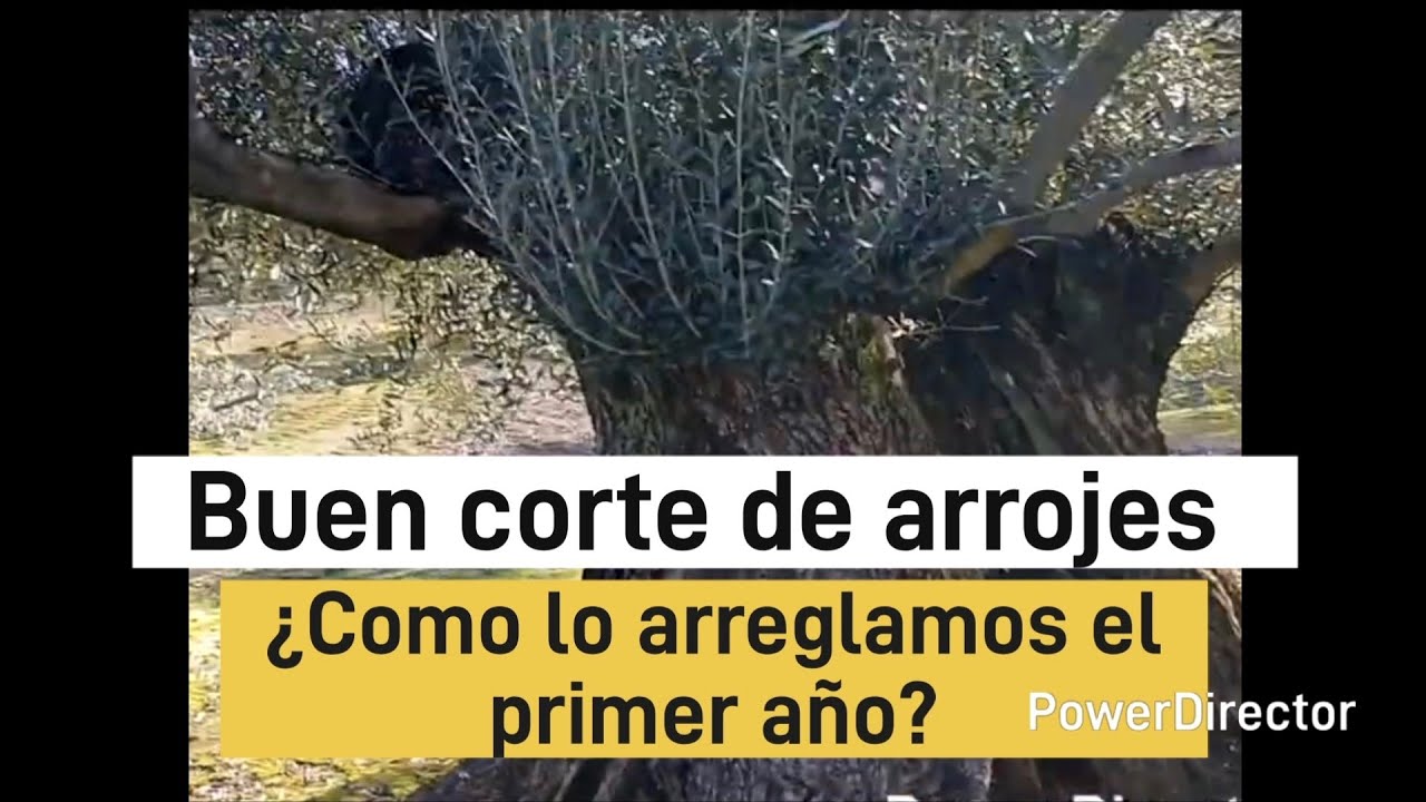 Buen corte de arrojes 