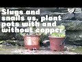 Protect plants with copper tape against slugs and snails