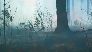 Secondary succession