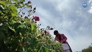 Mardinli kadınların elinden çıkan gül yağı dünyaya satılıyor