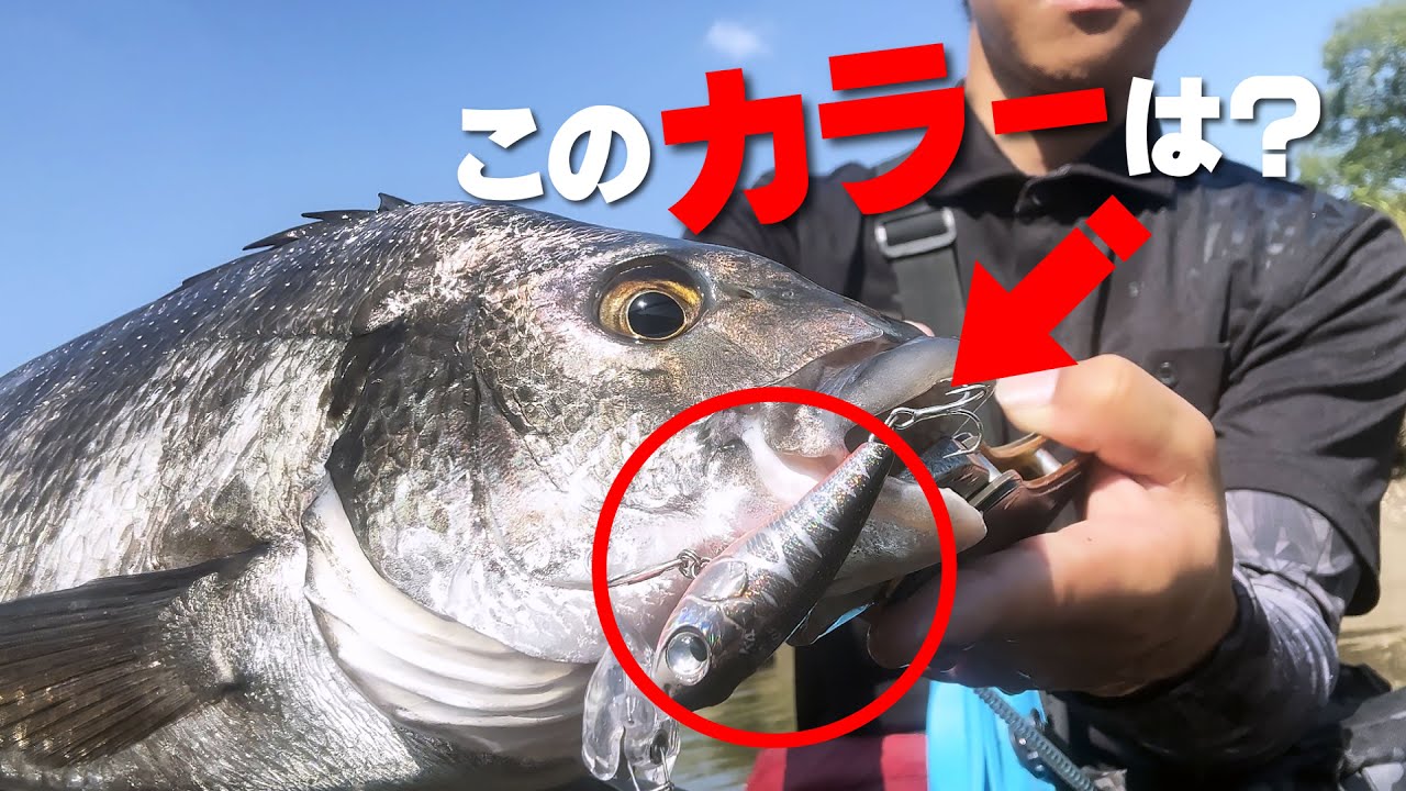 BugBugチヌ限定オリカラのご紹介！ - YouTube