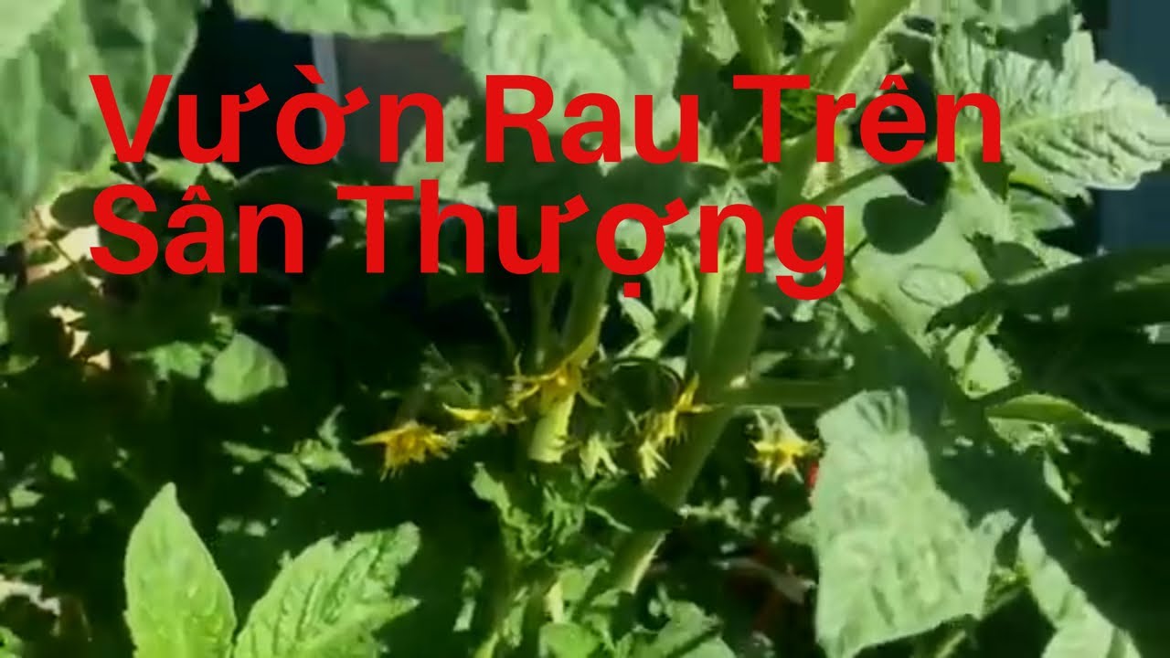 Vườn Rau Trên Sân Thượng cây cà chua mọc tốt quá - YouTube