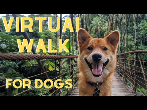 DOG TV For Dogs To Watch: 20 Hours Forest Virtual Hike🌲| With Relaxing Music!