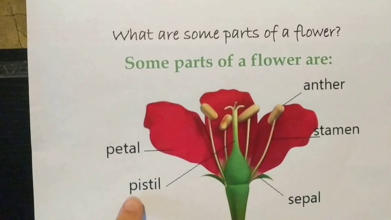CC Cycle 1 Week 11 Science Parts of a Flower - YouTube