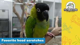 Hand - Reared Nanday Conure Victorian Bird Co