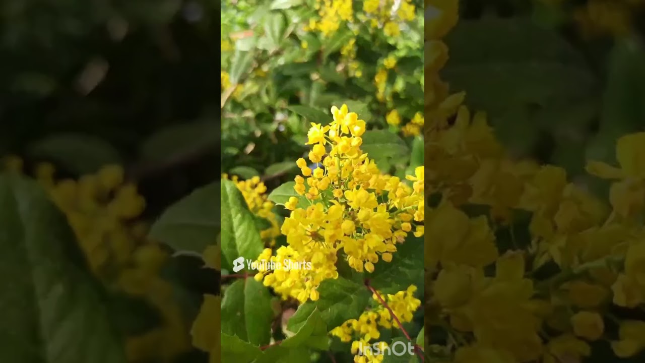 Магония подуболистная - вечнозелёный, раннецветущий медонос, идеален для Подмосковья.