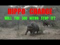 Hippo charge stopped with the 500 nitro express