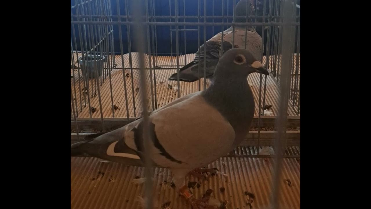 UNCR Columba Romania expo columbofila provincii Oltenia Muntenia Tg Jiu 22 nov 2025 part 4