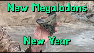 New Megalodon Teeth for the New Year