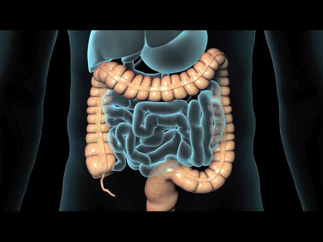 lower endoscopy procedure