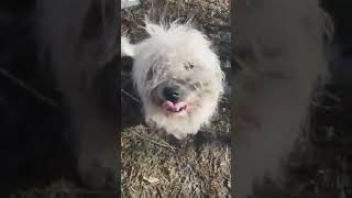 20200304 DUMPED FLUFFY WHITE DOG BELA VODA PERNIK BULGARIA 2