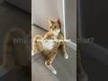 Why Cats do that?! 😂 | Funny cats, dogs and animals ep32 #shorts #cat #funnycats #catvideos