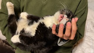 赤ん坊のようにあやすと溶けていく猫
