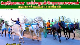புதுக்கோட்டை(மா) நெய்வாசல் பந்தயம்||18/04/2021||Neivasal panthayam krish rekala race screenshot 3