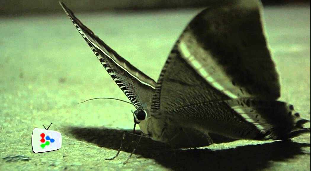 Mam-moth problem across the nation