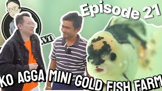EP21: Ko Agga Mini Gold Fish Farm [Quality Gold Fish Breeder in Myanmar] screenshot 3