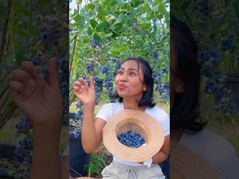 Video: Cara Memotong Selada Amerika: 8 Langkah (dengan Gambar)