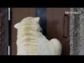 隠れて飼育員さんを驚かすマルル〜Polar Bears hiding, ｓurprise the keeper