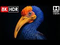Amazing Earth Views in 8K HDR | Dolby Vision 120FPS