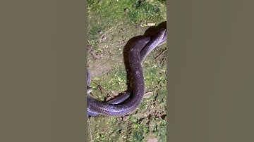 2con rắn hổ hành #cobra #cobrasnake #kingkobra #animals #snake