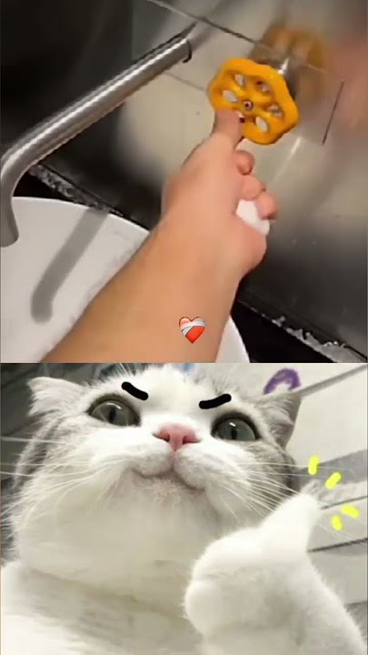 #music #memes #trending #remix #cat