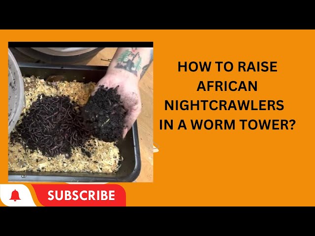 Can I raise African nightcrawlers in a small worm tower of three trays?  ￼#wormfarm #wormcomposting 