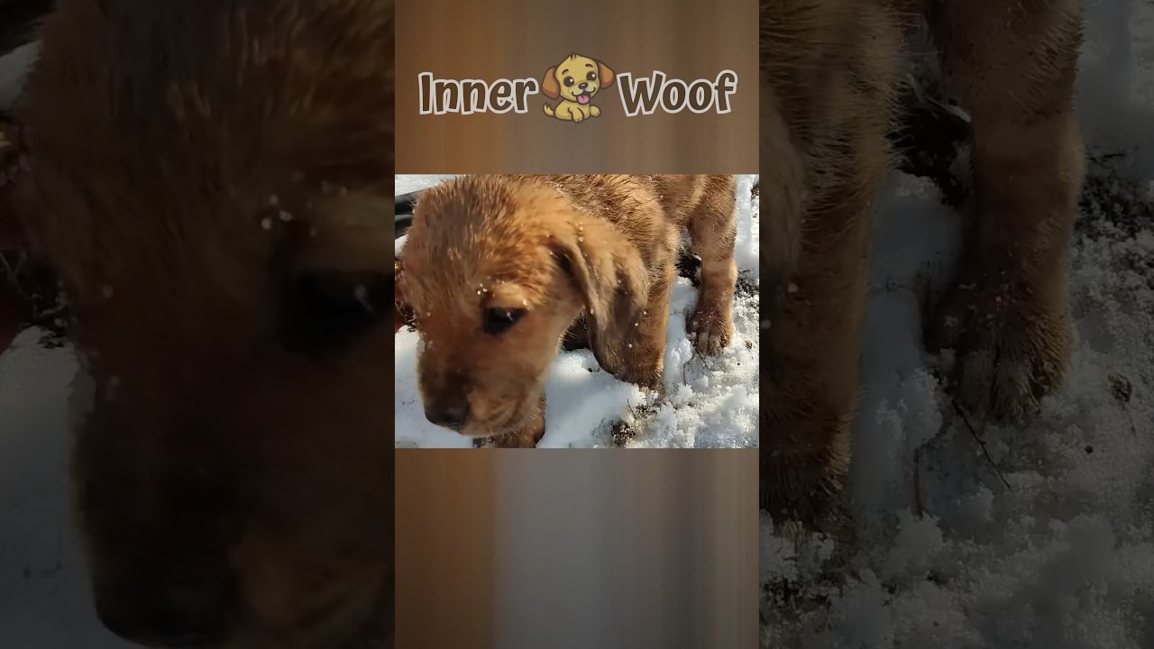 Hero saves freezing puppy. 