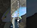 最強ロックショアロッド購入#釣り #fishing #ロックショアジギング #ショアジギング #short #fishing