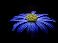 Tchaikovsky, Waltz of the Flowers | Classical Music with Time Lapse of Flowers, Plants, Nature