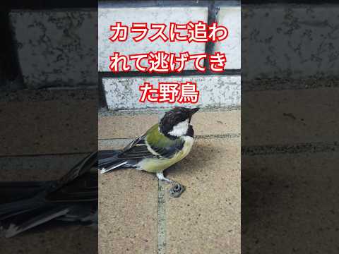 カラスに追われて逃げてきた野鳥#シジュウカラ#幼鳥#マンション#玄関口#おびえる#ふるえる
