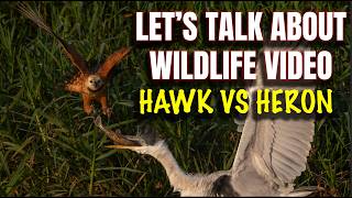 Let's Talk About Wildlife Video - Hawk vs Heron in the Pantanal