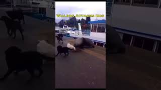 Walrus Attacks Dog 😳 #shorts