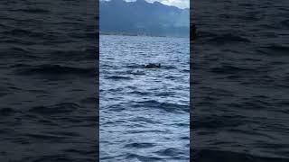 Сотни дельфинов в океане. Бали 2023. Лавина. Bali dolphins 2023 travel nature