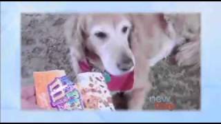 Denver Guilty! Dog on King5 TV by foodplot 26,964 views 13 years ago 6 minutes, 36 seconds