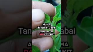 Cegah Hama dan Penyakit Cabe #farming #penagarden #tanamancabeku