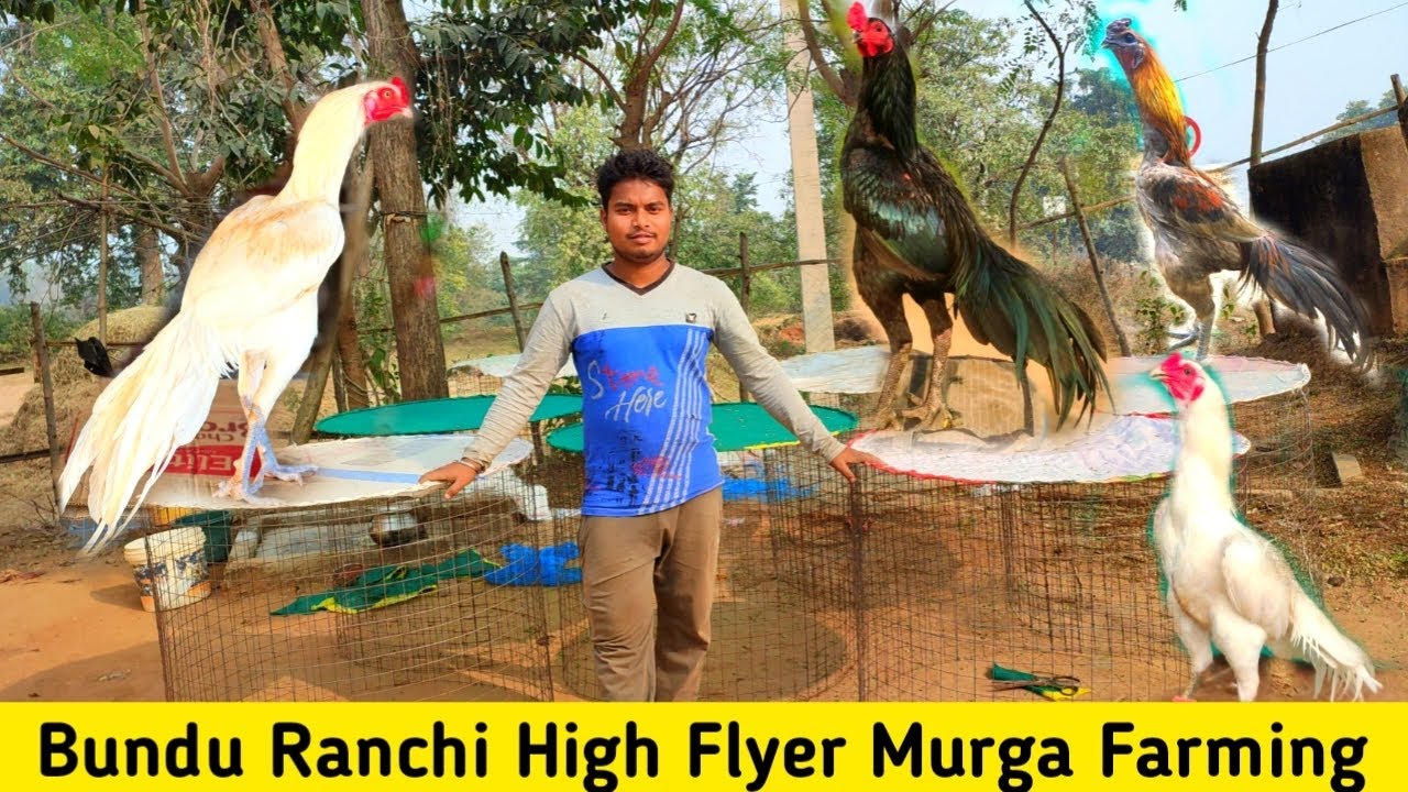 Naya Farm🏠 Ke Liye Cage Bana Diya || Ranchi Aseel Murga Farming
