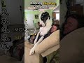 Ranking the Clingiest Big Dog Breeds! 🐶❤️ | Beast Tierlistt