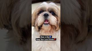 Nazar is Real #ozzutheshihtzu #shihtzudog #shihtzu #shihtzupuppies #dog #dogs #satindersartaaj