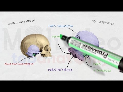 Видео: Учените са открили мистериозни канали, свързващи мозъка и костите на черепа - Алтернативен изглед