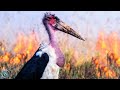 MARABOU STORK ─ The Undertaker Bird