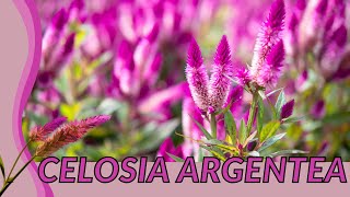 The CELOSIA ARGENTEA Guide For Everyone! "Cockscomb"